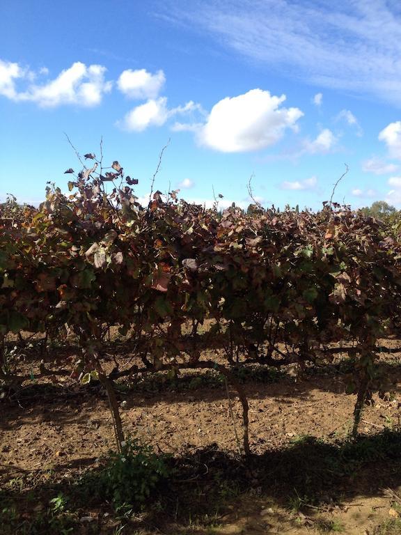 Masseria San Polo Squinzano Exteriör bild